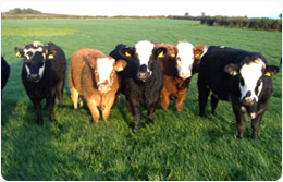 Ray Dunne of Quarrymount Free Range Meats